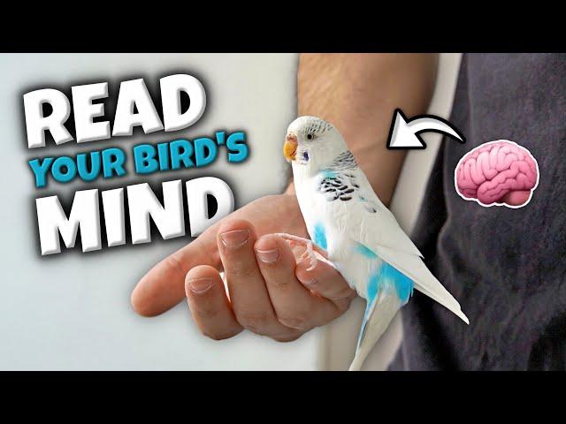 Bird Behavior: What Is Your Bird Trying to Tell You?