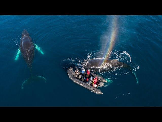 Unbelievable Whale Encounter!