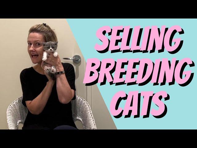 Before you sell a breeding cat WATCH THIS