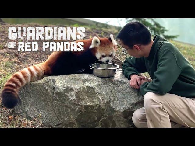 Red Panda Welcomes Two Cubs - Toronto Zoo