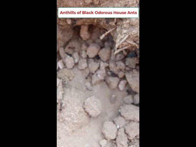 Anthills of Real Black Odorous House Ants in the Countryside