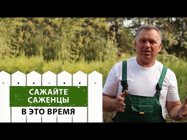 Выбираем ЛУЧШЕЕ ВРЕМЯ для посадки саженцев