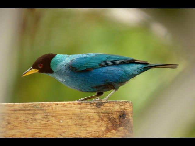 Mielero Verde o Mielerito Verde Mini Documental | adalaves