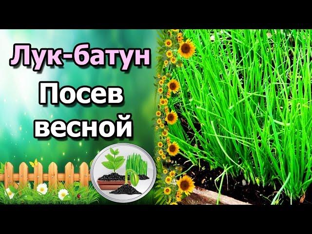 МНОГОЛЕТНИЙ ЛУК БАТУН – ПОСЕВ ВЕСНОЙ.