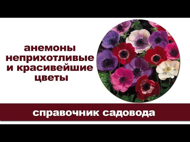 Анемона – нежная красота сада. Три зимостойких вида.