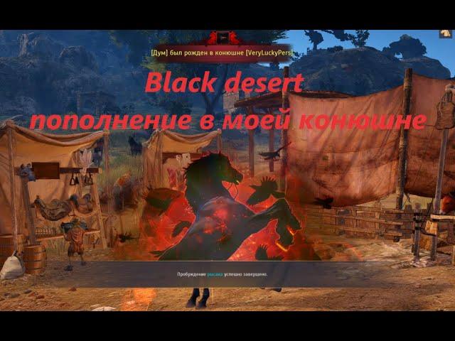 Black desert Невероятное везение в один день! Достиг 300 атаки