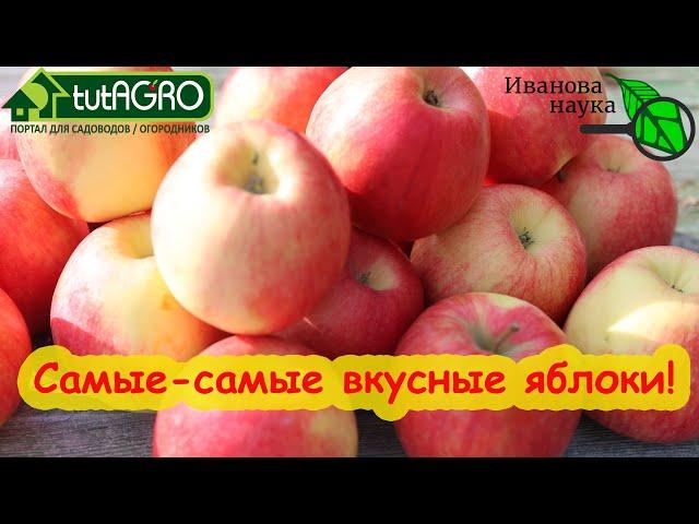 САМЫЕ ВКУСНЫЕ ЯБЛОКИ ОСЕННЕ-ЗИМНЕГО СРОКА СОЗРЕВАНИЯ. Всем рекомендую посадить хотя бы одно дерево.