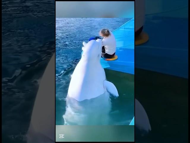 A SEALION AND DOLDHIN SHOW ON THE WATER POOL