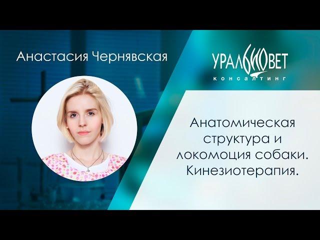 Анатомическая структура и локомоция собаки. Кинезиотерапия. Анастасия Чернявская #убвк_реабилитация