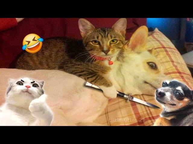 New Funny Cats And Dogs Videos  Funniest Animals 2025 