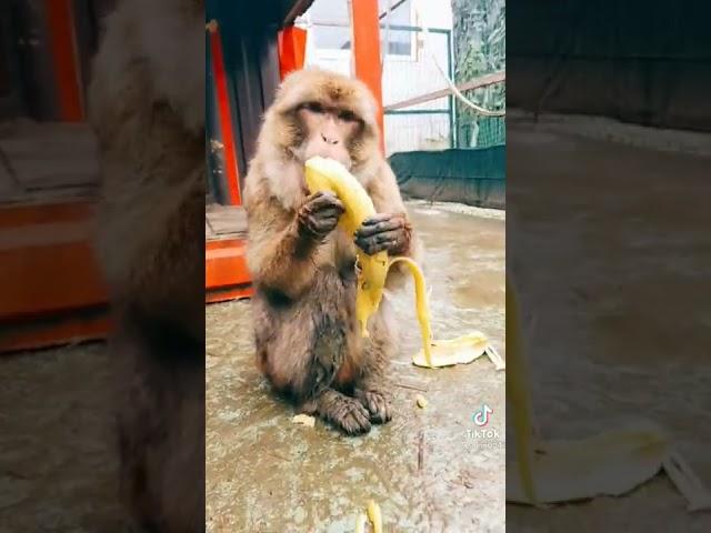 Обезьяна кушает банан