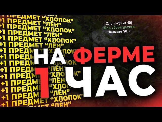 СКОЛЬКО МОЖНО ЗАРАБОТАТЬ ЗА 1 ЧАС НА НОВОЙ ФЕРМЕ ХЛОПКА И ЛЬНА НА РОДИНА РП В GTA CRMP | RODINA RP