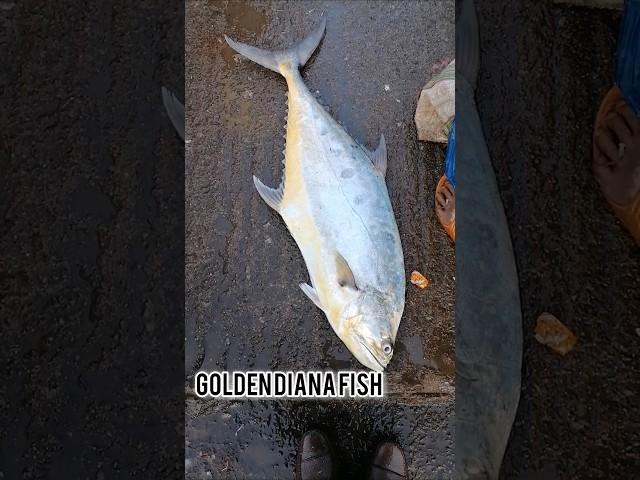 Golden diana fish#fish cutting shorts #seafood #seafoodslover