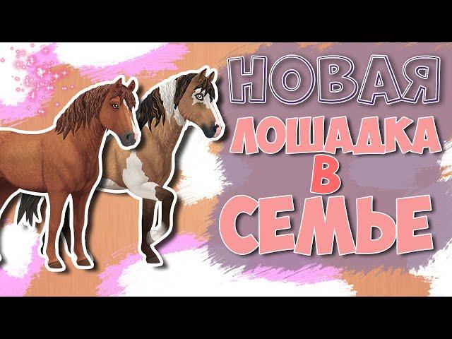 Star Stable на русском/ ПОКУПКА ЛОШАДИ/КУДРЯШКА В СЕМЬЕ️️️