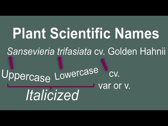 Plant Taxonomy