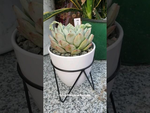 Trasplante de Hermosa Echeveria Prism#echeveria #suculentas #gardening #jardineria #suculent