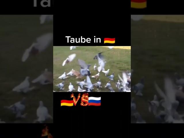 #deutschland #russland #shorts #tiktok #spaß