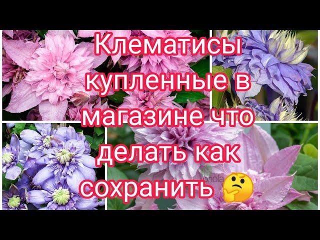 КЛЕМАТИСЫ КУПЛЕННЫЕ В СЕТЯХ МАГАЗИНОВ , КАК СОХРАНИТЬ ДО ВЫСАДКИ 