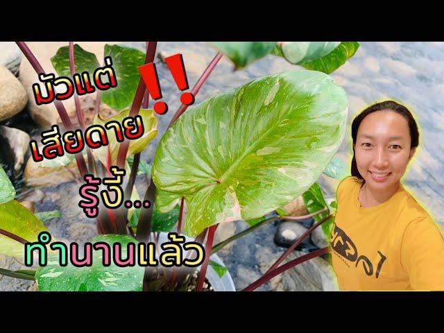 ประโยชน์ และ วิธีตัดใบเสน่ห์จันทร์ประกายดาว | Live | สวนอุ่นดิน