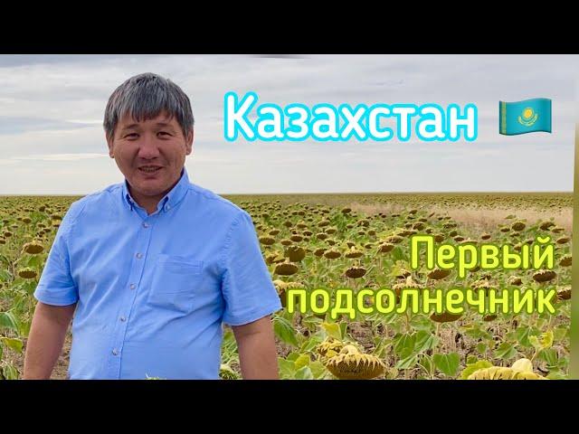 Первый подсолнечник, который мы увидели в Казахстане