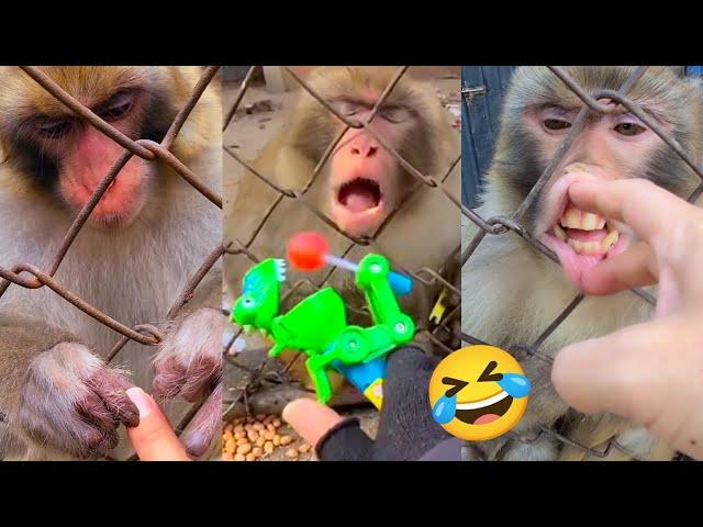 camera man visited the monkey every day and the monkey got angry when he was teased