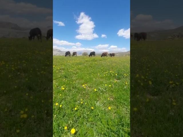 [PointFOOTAGE] Animals - Cattle cow herd grazing pasture - XLS - 3242345598, 11865343 - Vertical