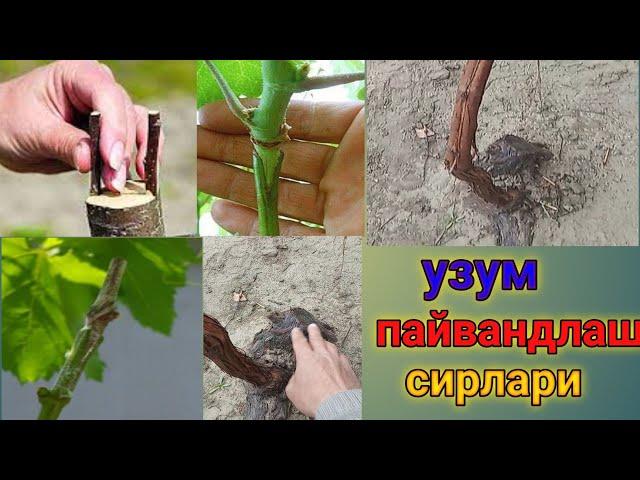 Узум пайвандлаш сирлари