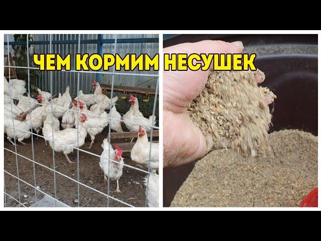 Чем и как  кормить кур несушек, чтоб несли много яиц