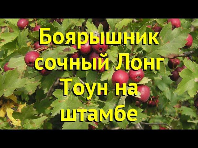 Боярышник на штамбе Лонг Тоун. Краткий обзор, описание характеристик crataegus succulenta Long Town