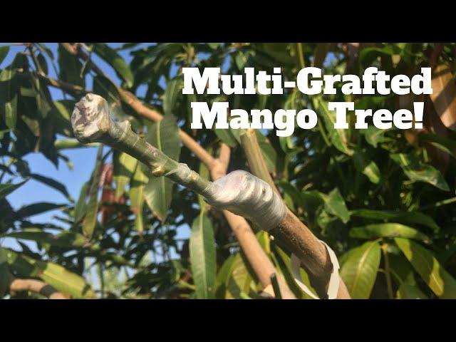 Grafting Many Varieties onto One GIANT Mango Tree!