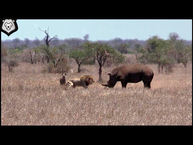 10 CRAZY ANIMAL BATTLES Captured ON Camera / Lion Vs Rhino