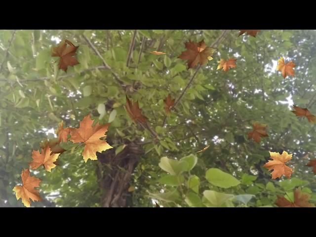 Tree leaves Green screen Best 2020 | Tree leaves effects top animation in Chroma key | #infoawan