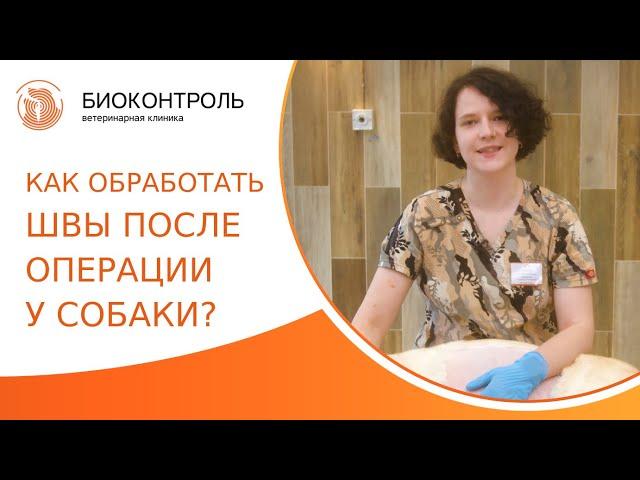  Как правильно обрабатывать послеоперационные швы у собаки? Как обрабатывать швы у собаки. 18+