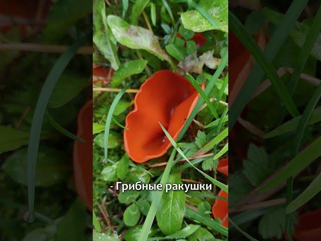 Грибы, похожие на ракушки, цветы и уши одновременно