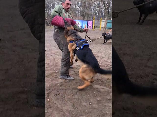 Bodyguard dogs.  German Shepherd training.  GUARD Odessa 2024.