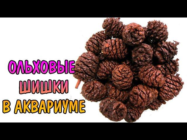 ОЛЬХОВЫЕ ШИШКИ В АКВАРИУМЕ