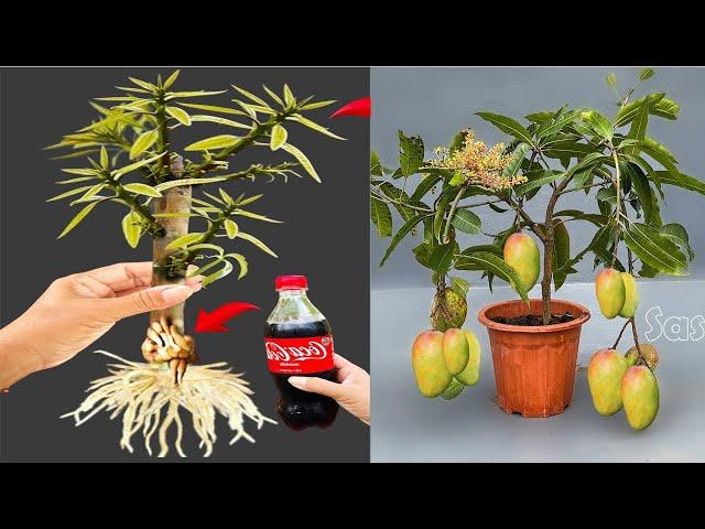 The technique of breeding mangoes from coca is simple and anyone can do it at home. It's super fruit