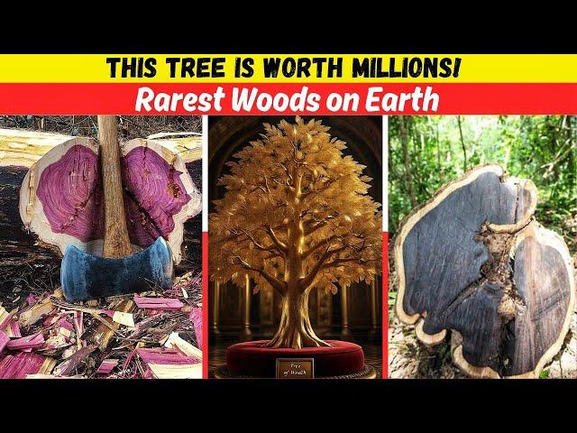 Million-Dollar Trees?! Discover the World’s Rarest Wood 