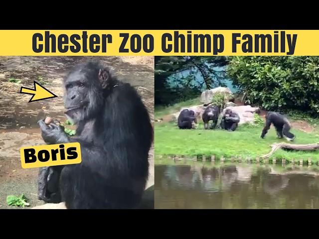 Chester Zoo: Meet the Chimpanzee Family