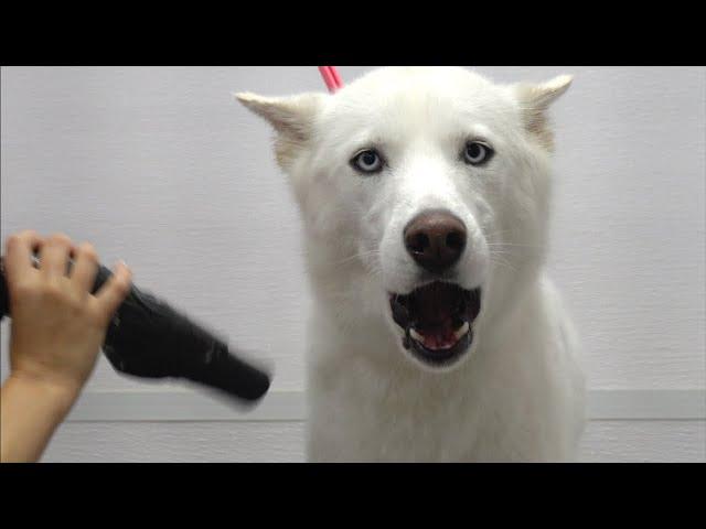 Husky almost dies at the pet groomers
