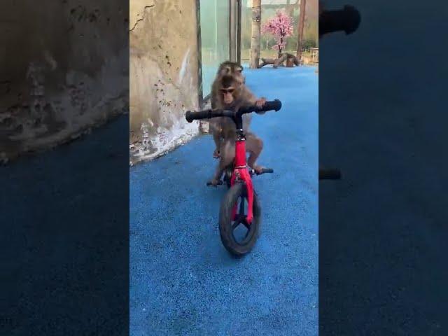 Funny monkey #shorts