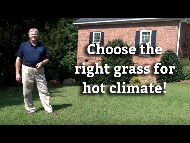 Warm Season Grasses: Choosing Turfs for Hot Climates