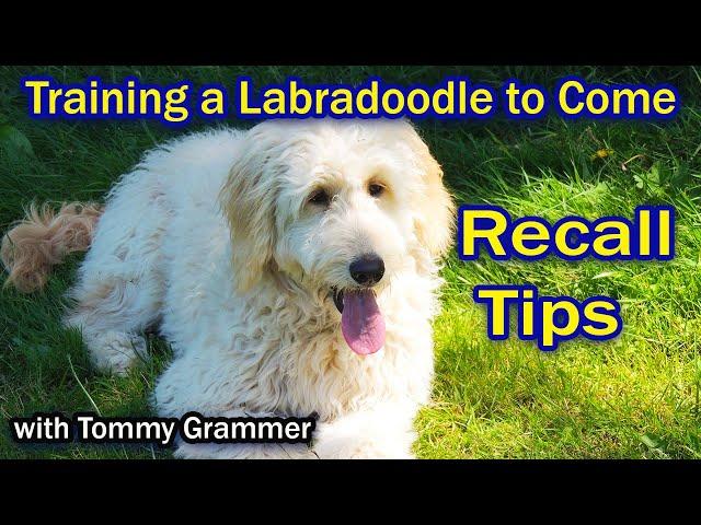 Training Labradoodle To Come When Called