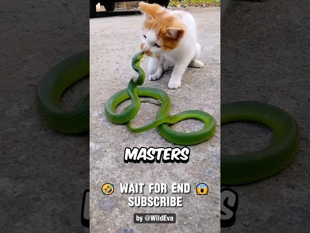 This is Why Snakes Lose To Cats Every Fight, UNTIL..