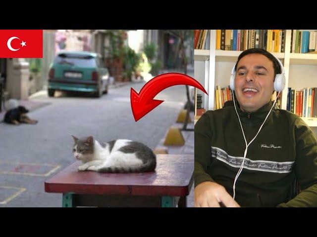 İTALYAN, KEDİSTANBUL’DA KEDİ BULMAYA ÇALIŞIYOR!  