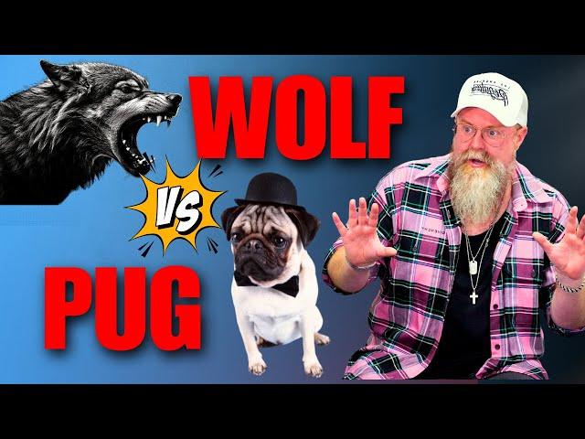 Are You The APEX WOLF Or COPING PUG With Money & Dating?