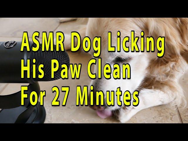 ASMR Dog Licking His Paw For 27 Minutes   English Cream Golden Retriever