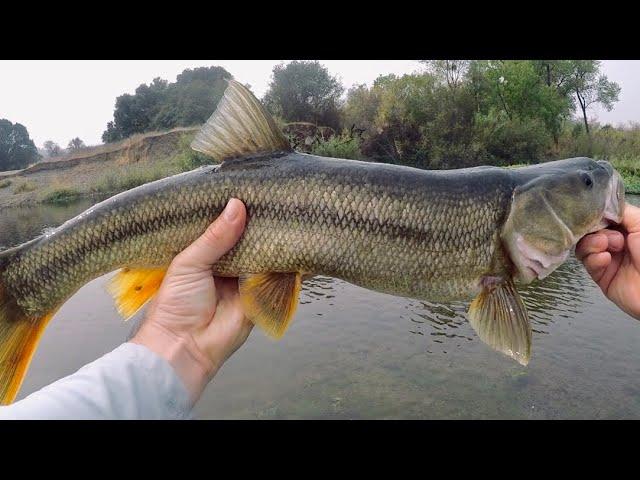 Fishing the Russian River in Northern California (multi-species day!)