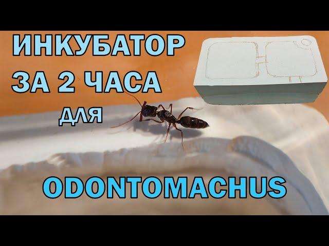 Инкубатор для Odontomachus, очень просто! Завёл капканчиков.