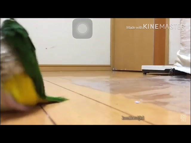 Dank birb memes